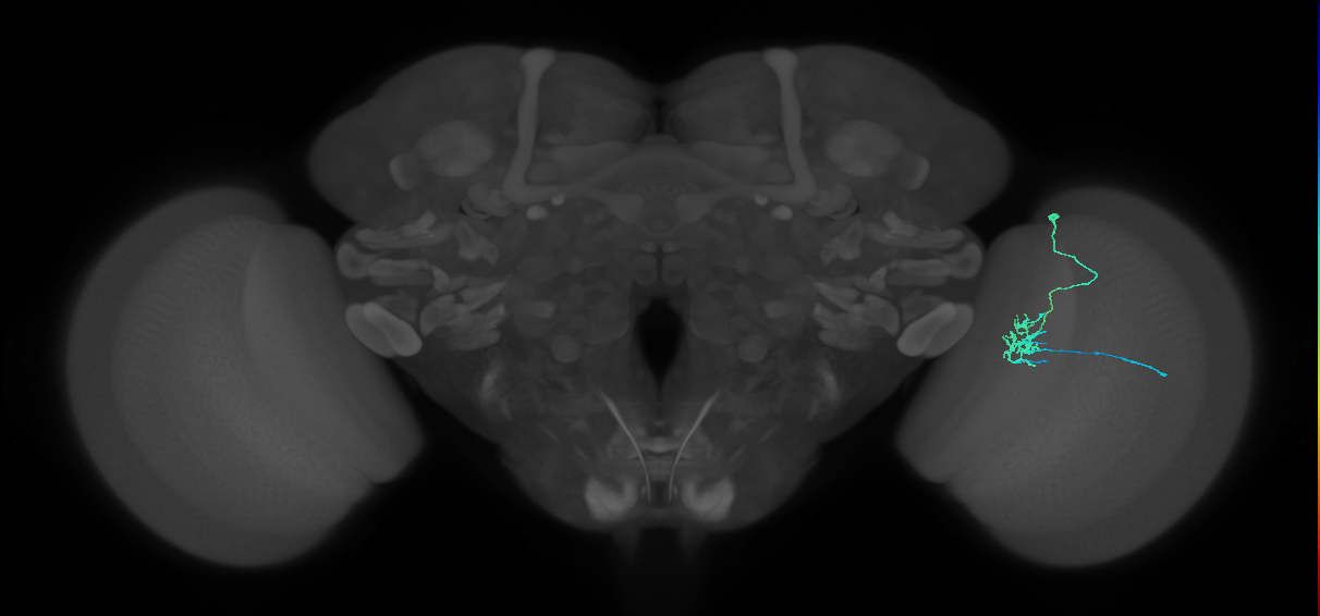 Dm11_R (MaleCNS:70958)