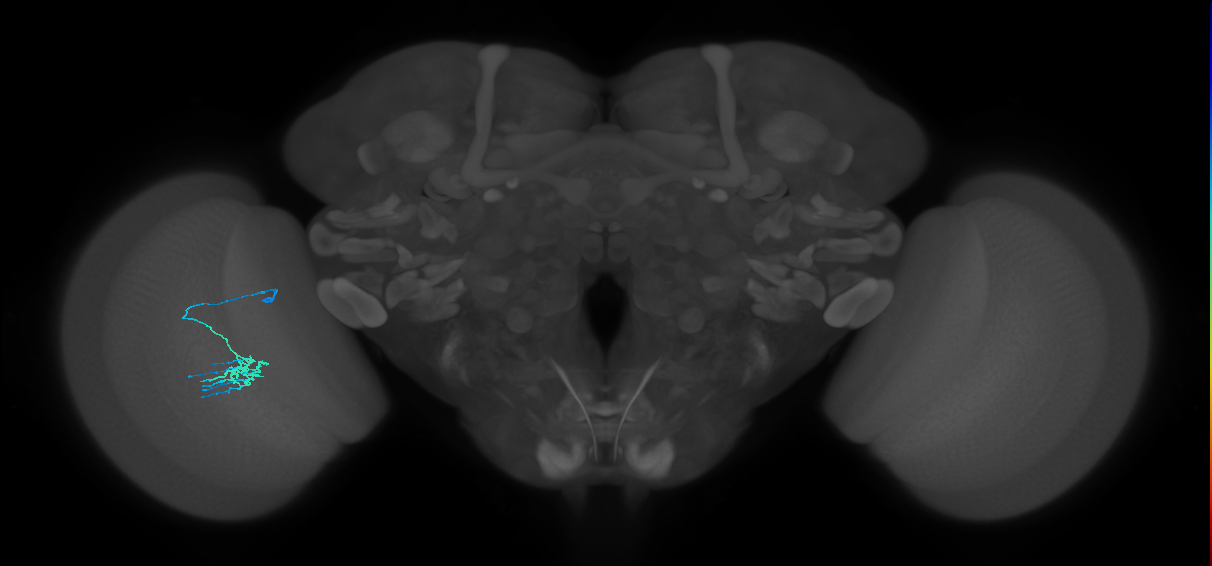Dm11_L (MaleCNS:105370)