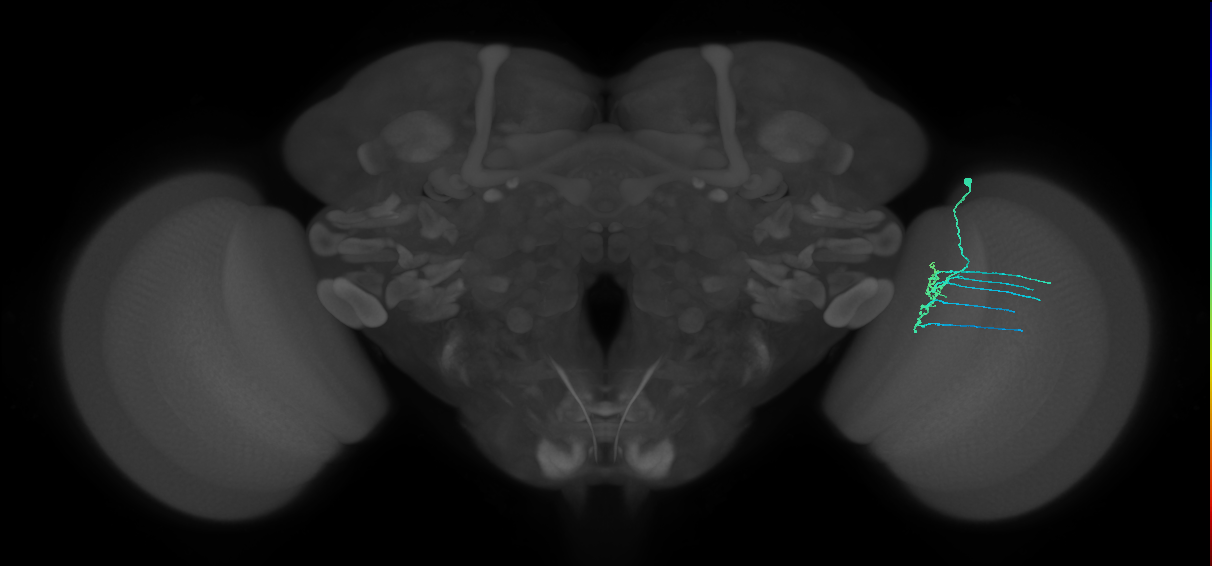 Dm11_R (MaleCNS:71488)