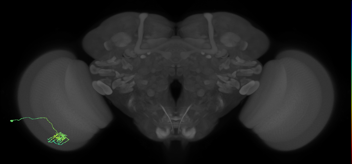 Dm11_L (MaleCNS:142815)