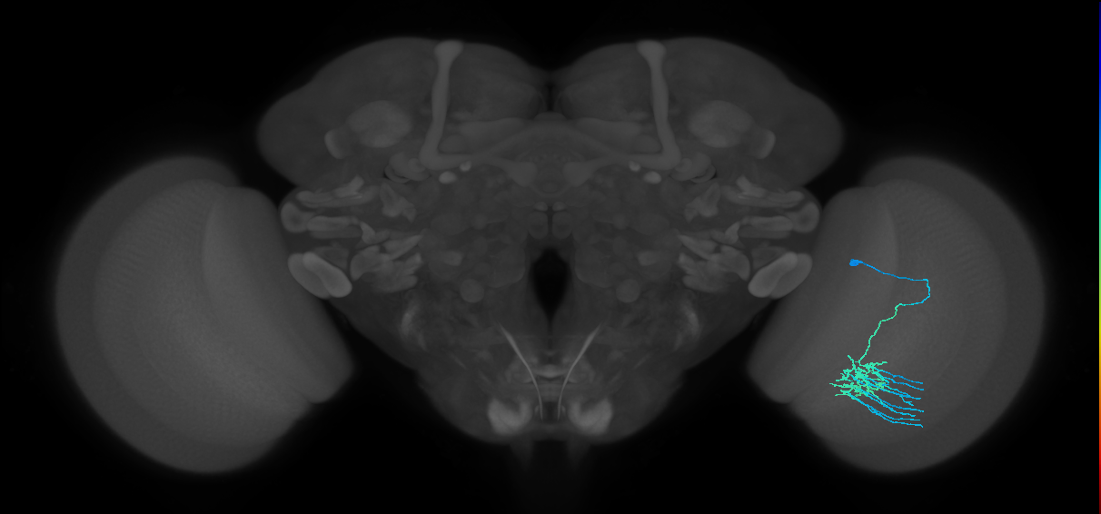 Dm11_R (MaleCNS:89086)