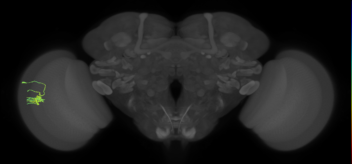 Dm11_L (MaleCNS:527342)