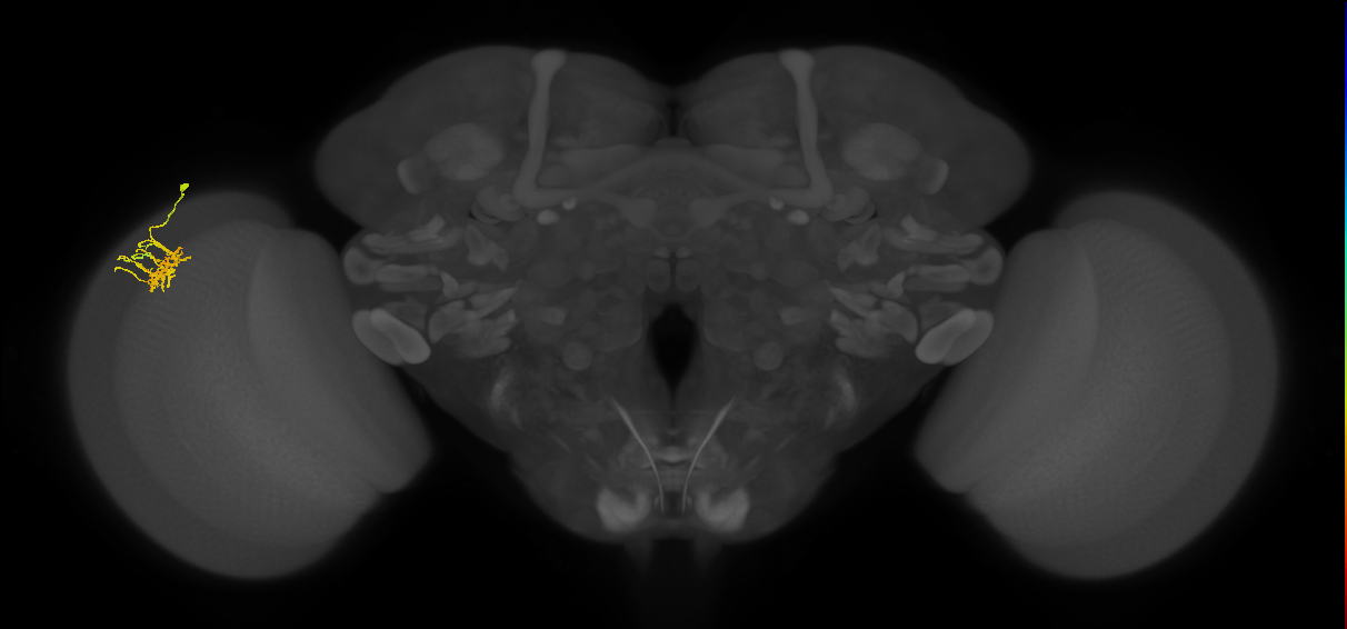 Dm11_L (MaleCNS:122656)
