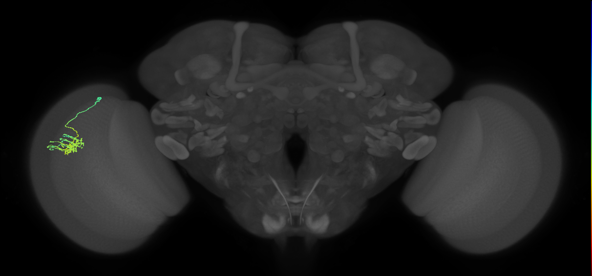 Dm11_L (MaleCNS:169221)