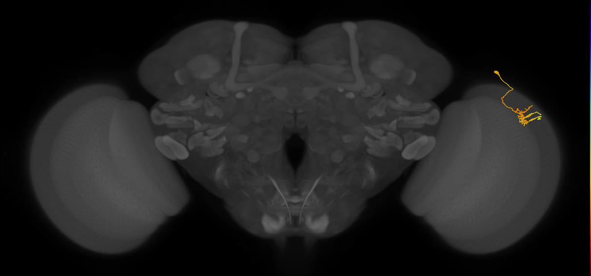 Dm11_R (MaleCNS:78665)