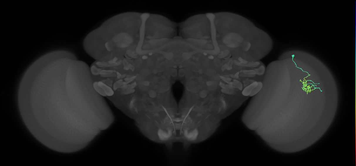 Dm11_R (MaleCNS:25370)