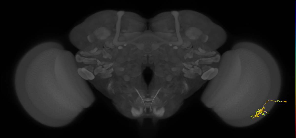 Dm11_R (MaleCNS:64915)