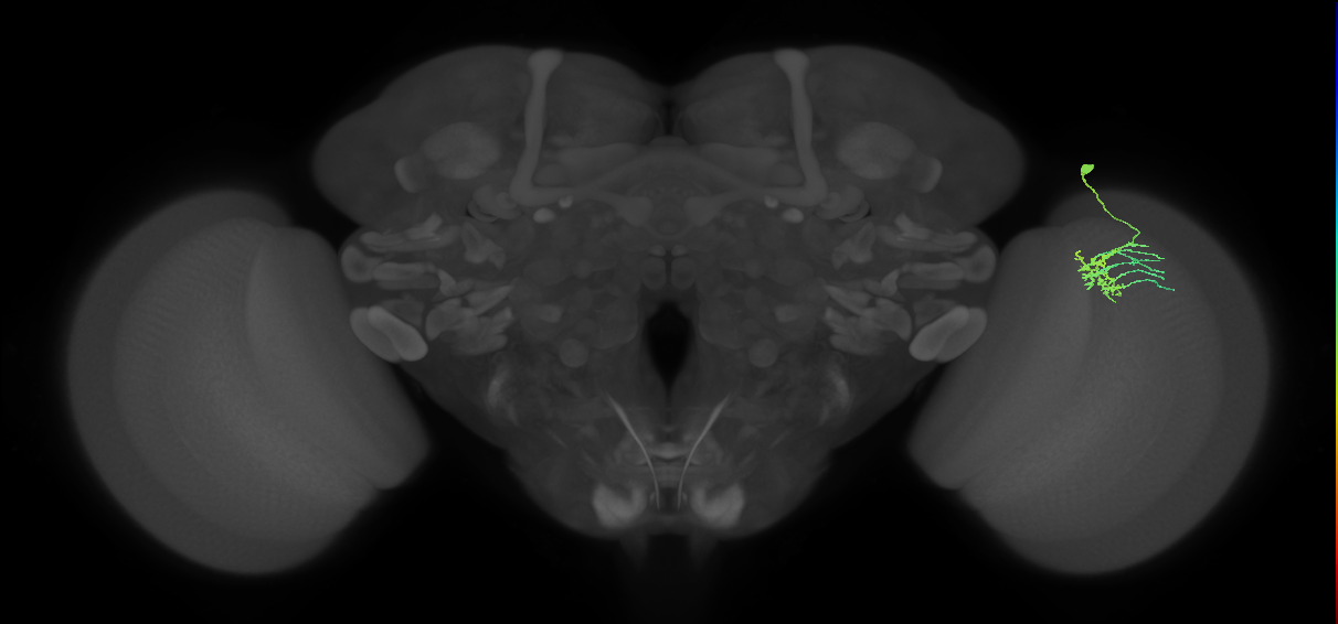 Dm11_R (MaleCNS:65334)