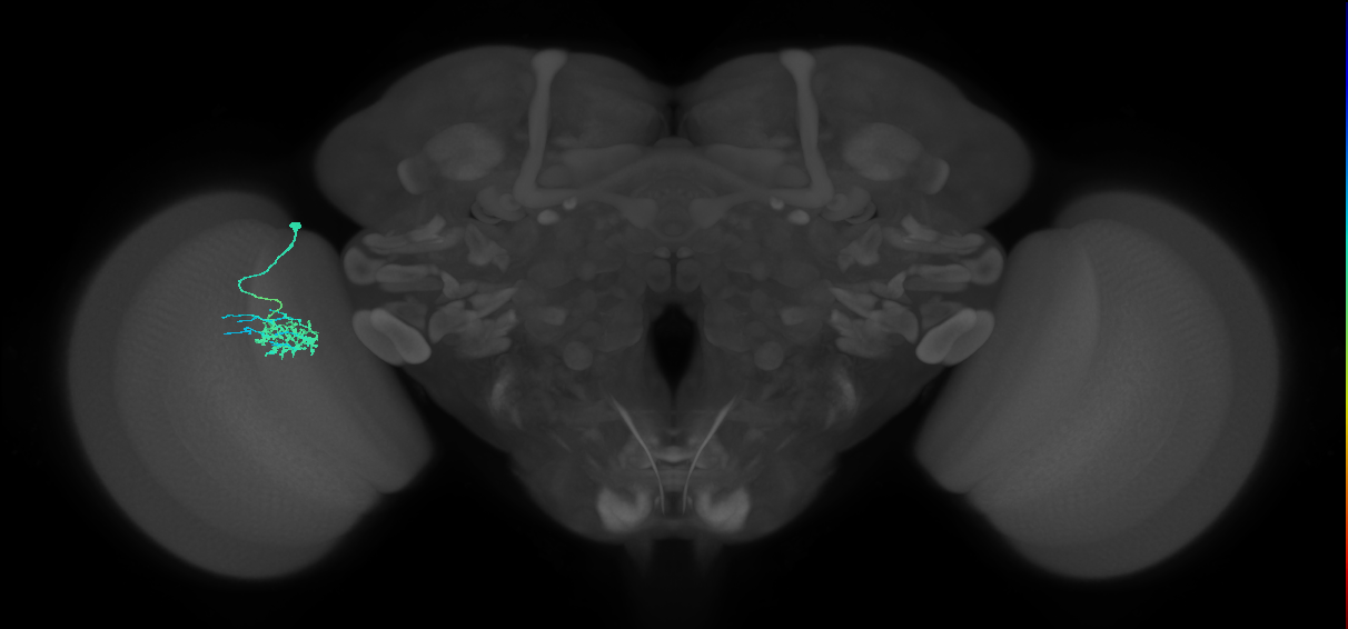 Dm11_L (MaleCNS:177667)
