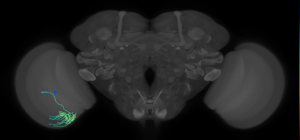 Dm11_L (MaleCNS:31936)