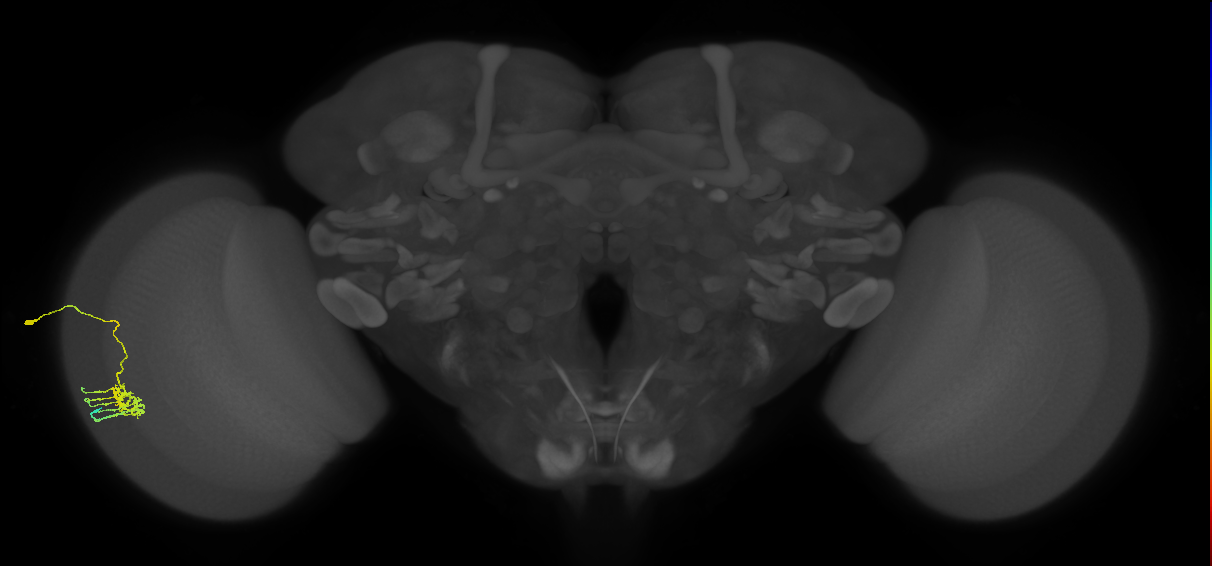 Dm11_L (MaleCNS:140569)