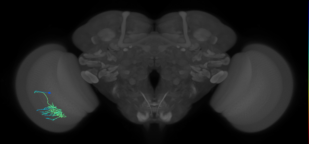 Dm11_L (MaleCNS:42382)