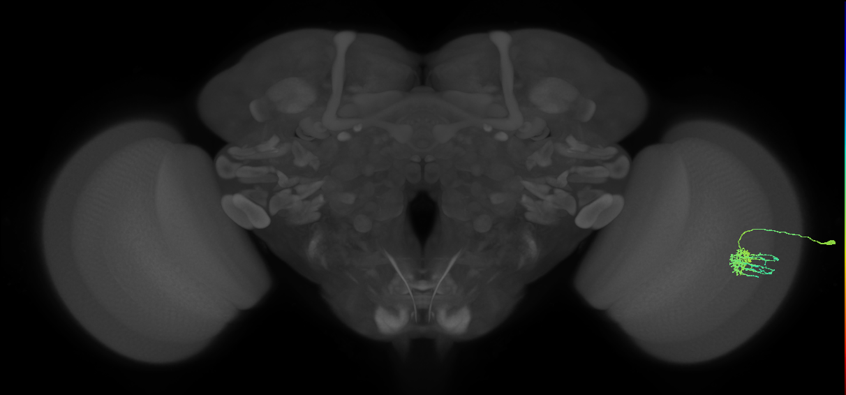 Dm11_R (MaleCNS:162222)
