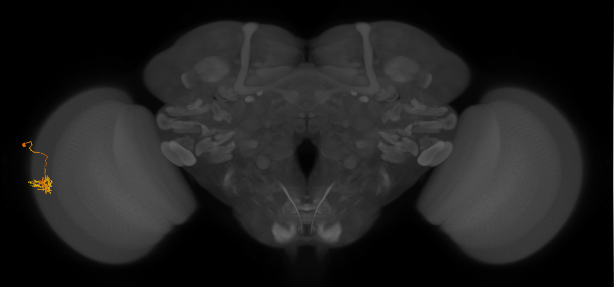 Dm11_L (MaleCNS:575825)