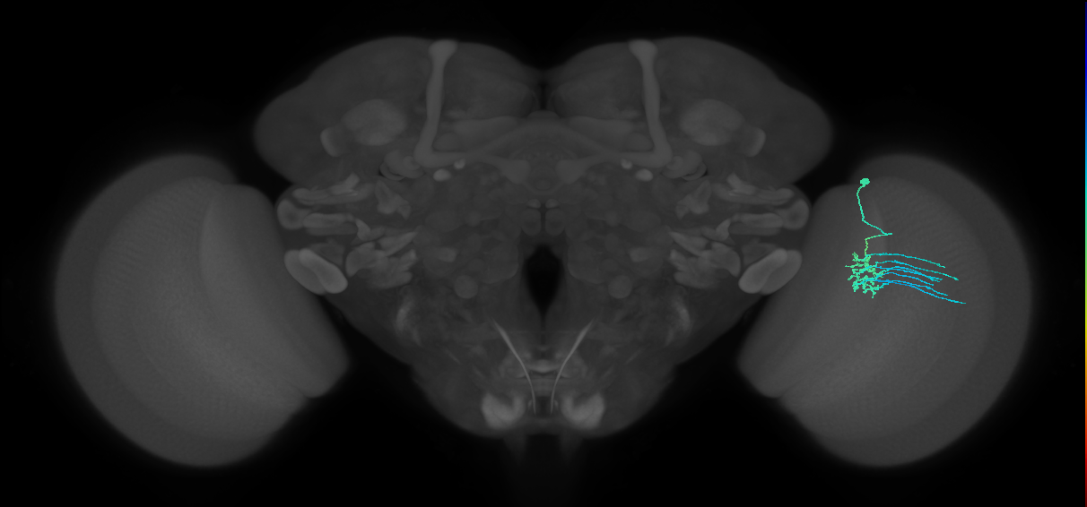 Dm11
