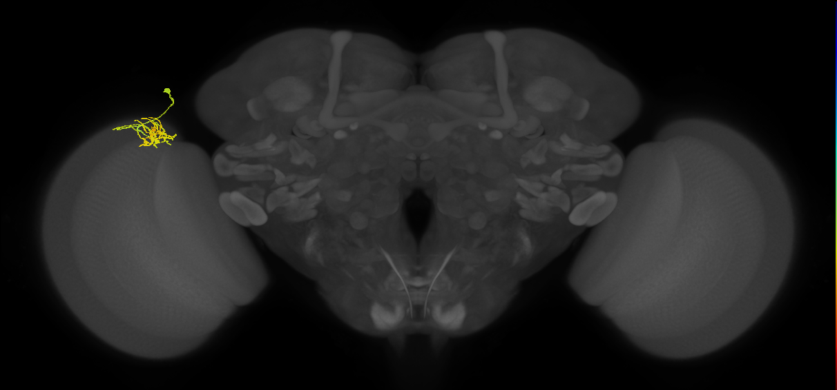 Dm11_L (MaleCNS:68582)