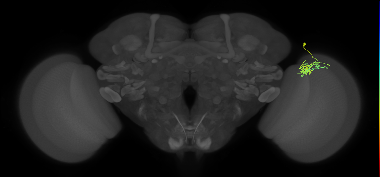 Dm11