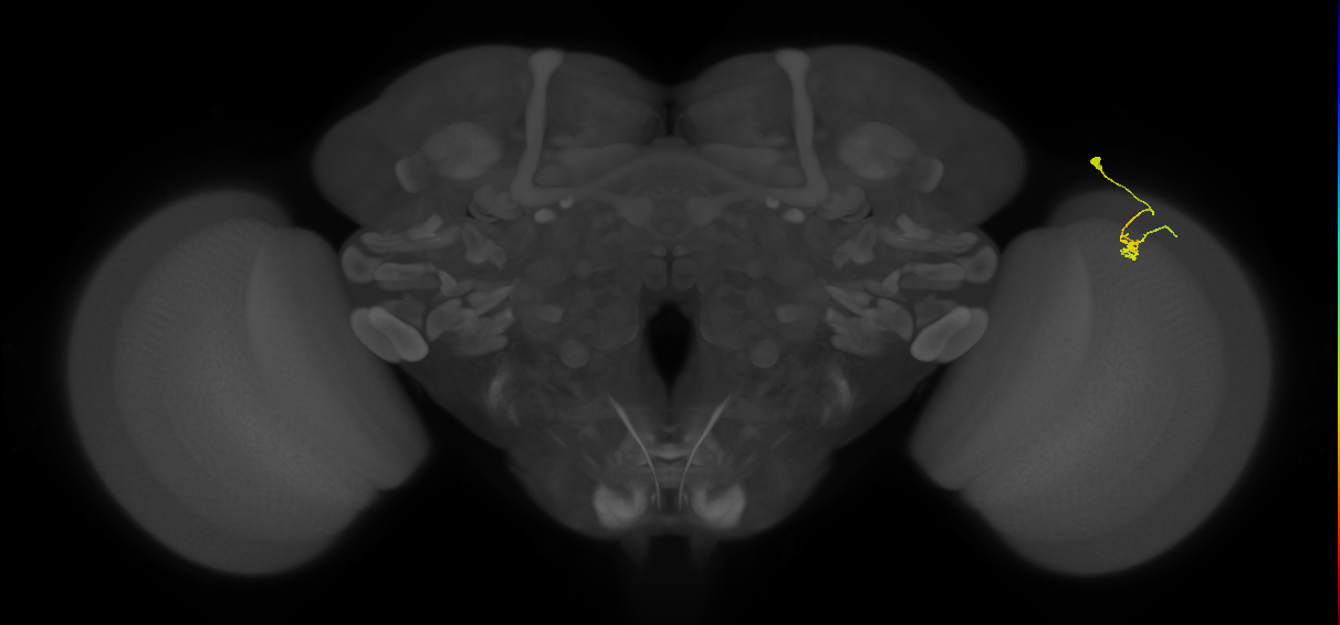 Dm11