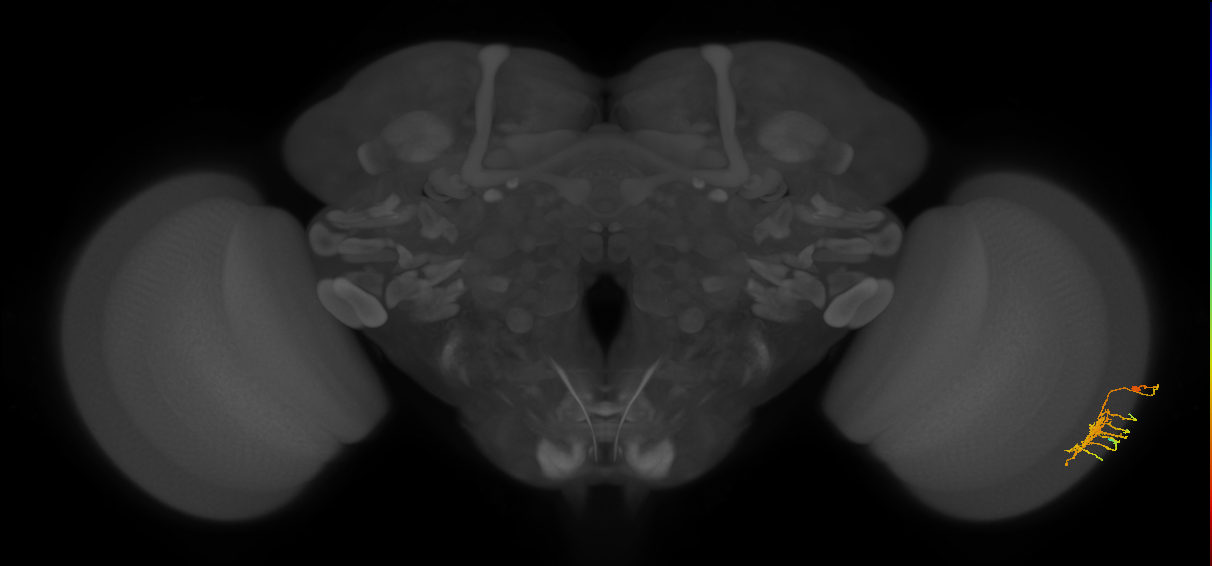 Dm11_R (MaleCNS:60260)