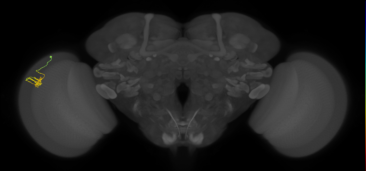 Dm11_L (MaleCNS:123796)
