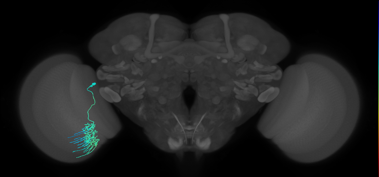 Dm11_L (MaleCNS:39362)