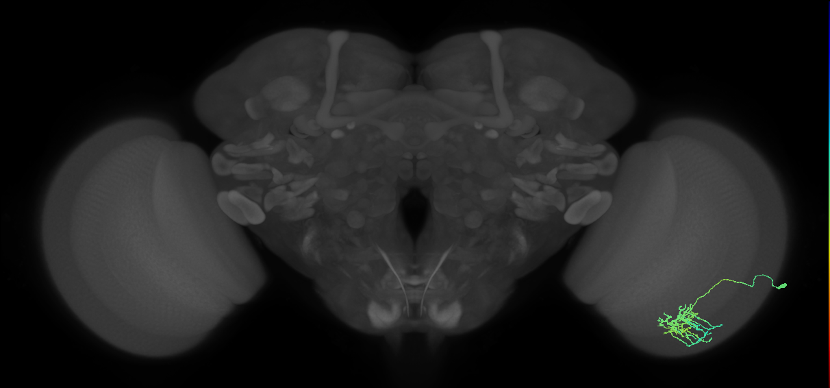 Dm11_R (MaleCNS:51655)