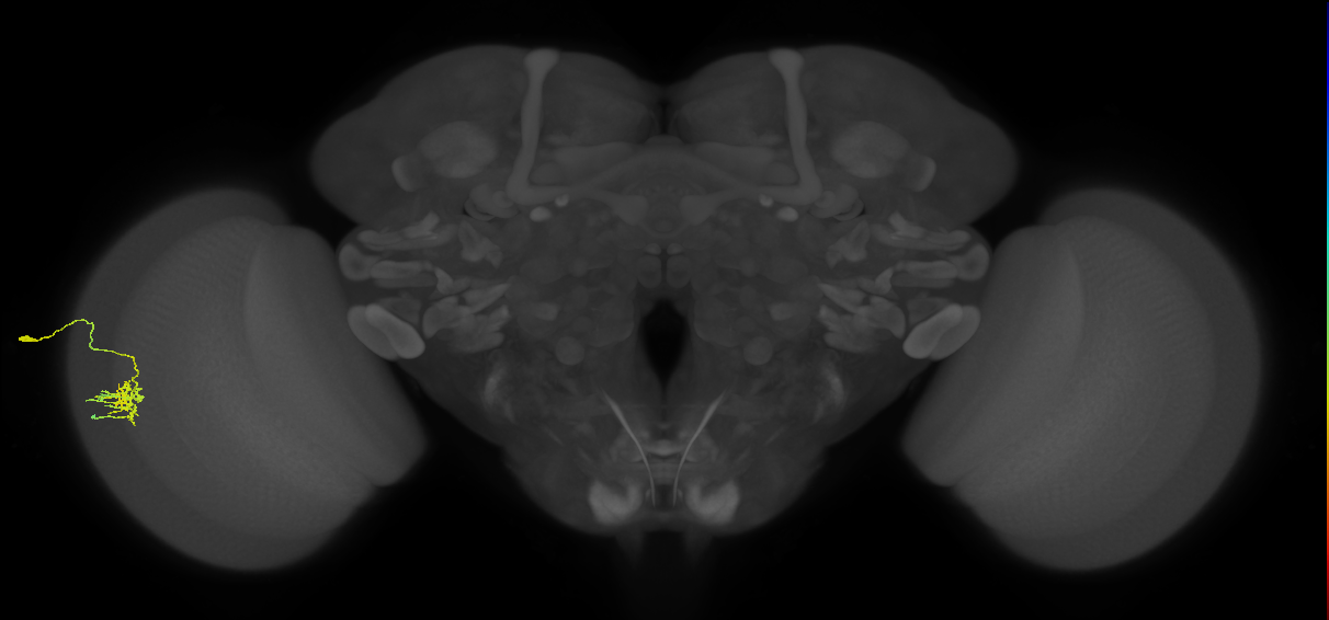 Dm11_L (MaleCNS:147662)