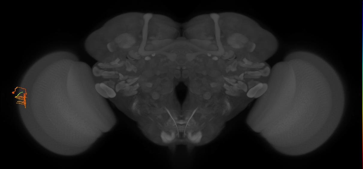 Dm11_L (MaleCNS:569648)