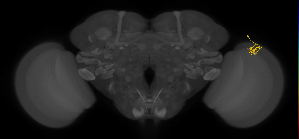 Dm11_R (MaleCNS:64871)