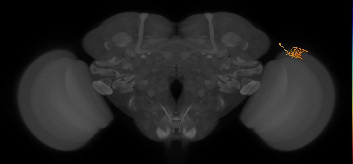 Dm11_R (MaleCNS:69408)