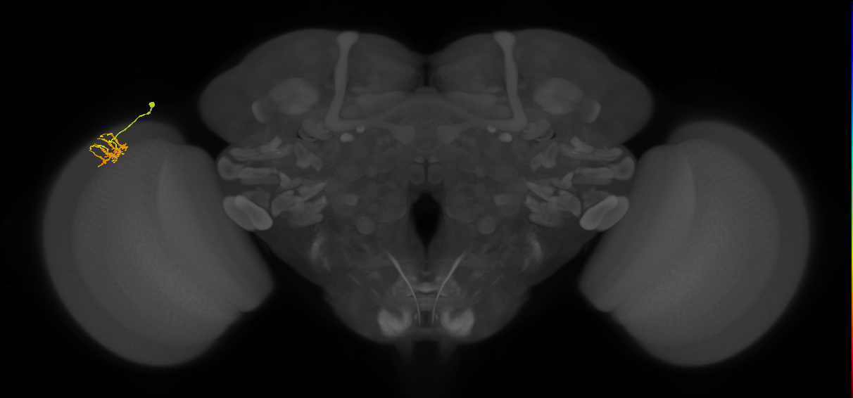 Dm11_L (MaleCNS:74829)