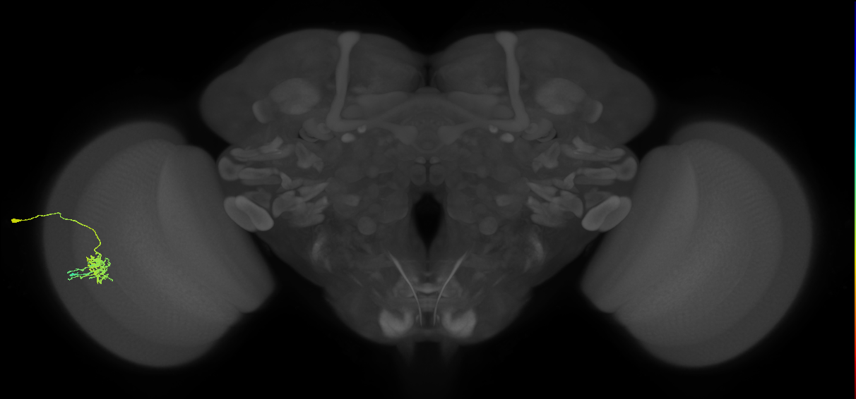 Dm11_L (MaleCNS:57887)