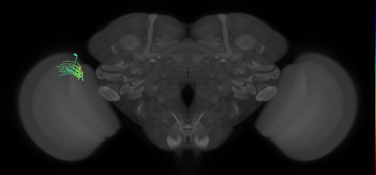 Dm11_L (MaleCNS:91883)