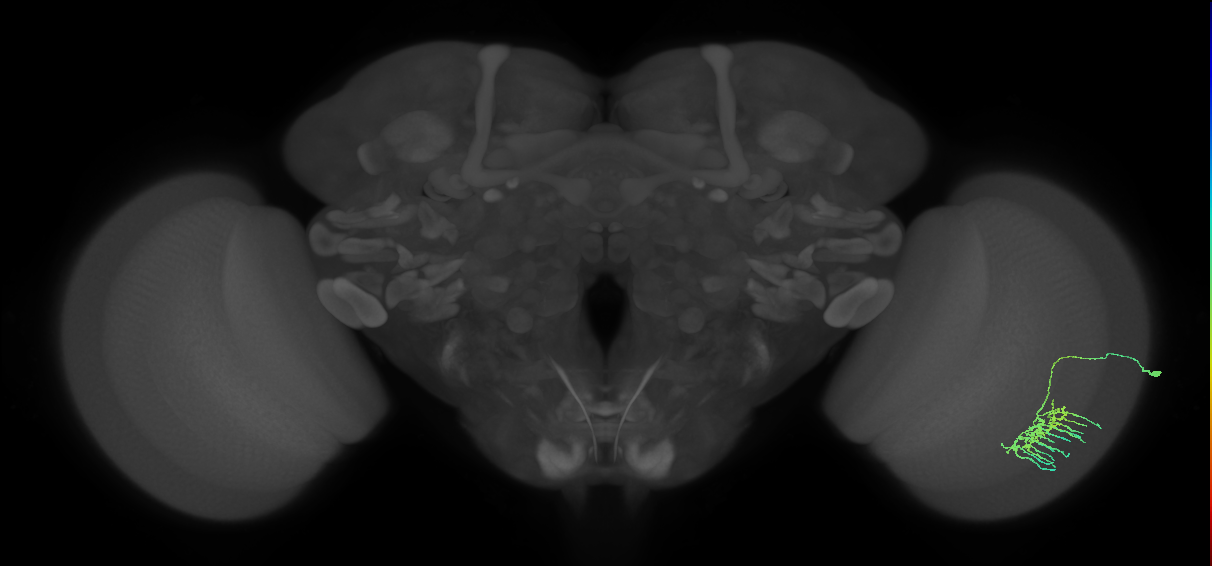 Dm11_R (MaleCNS:56401)