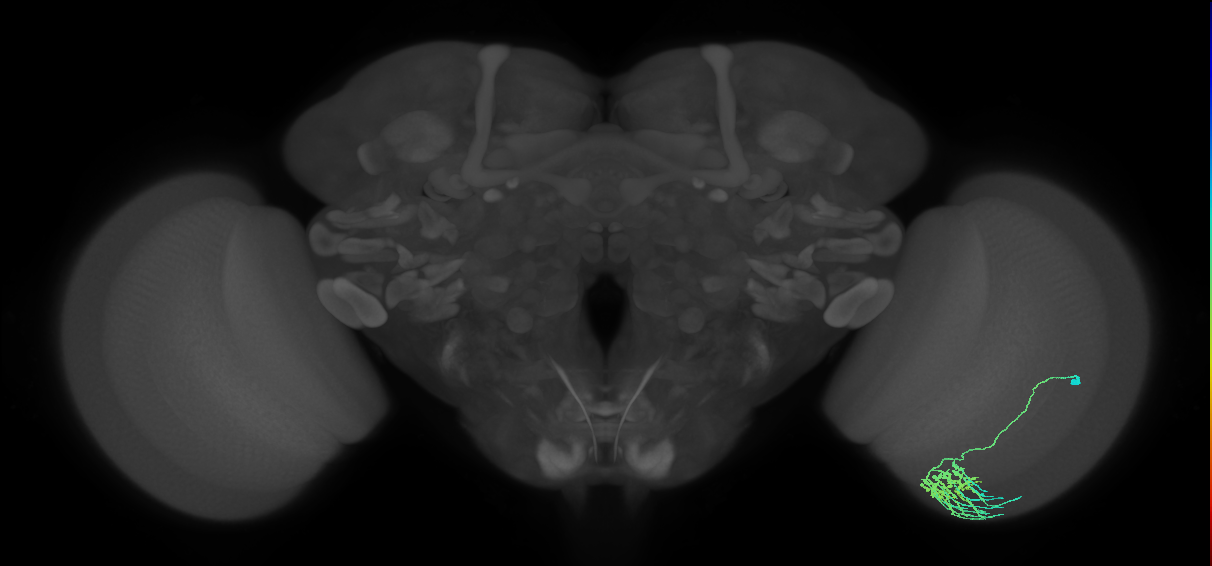 Dm11_R (MaleCNS:53904)