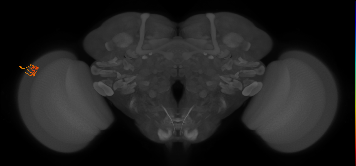 Dm11_L (MaleCNS:78278)