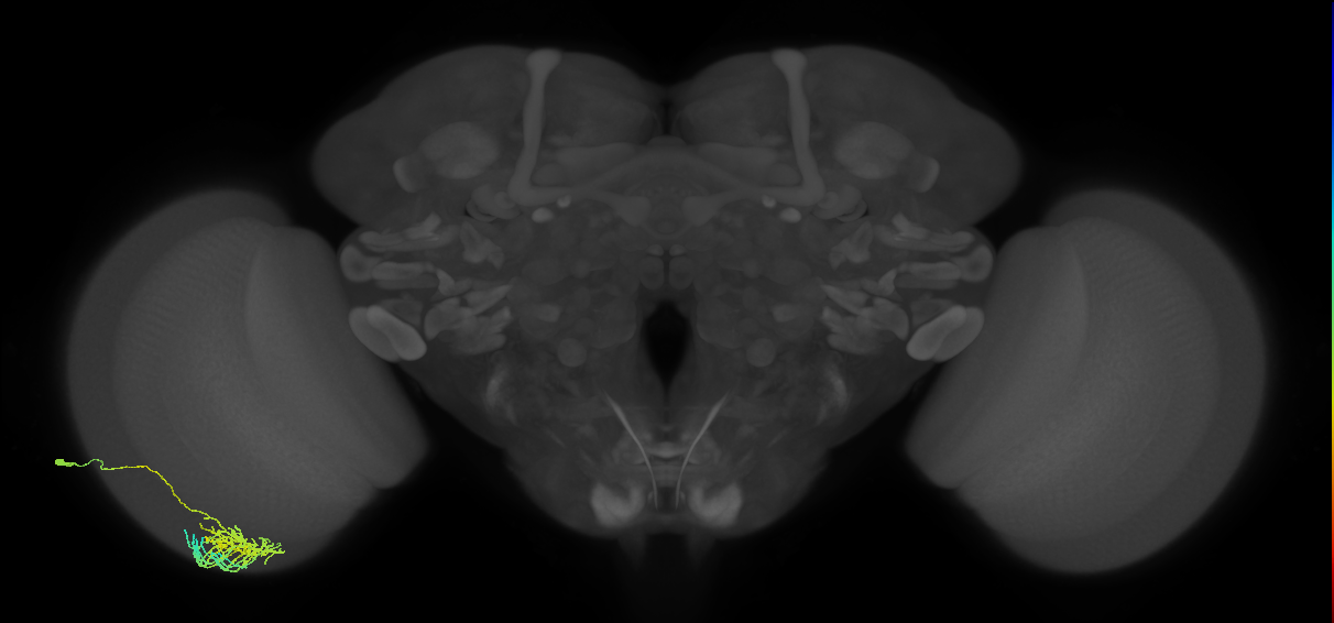 Dm11_L (MaleCNS:85225)