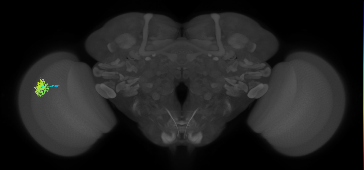 Dm12_L (MaleCNS:107204)