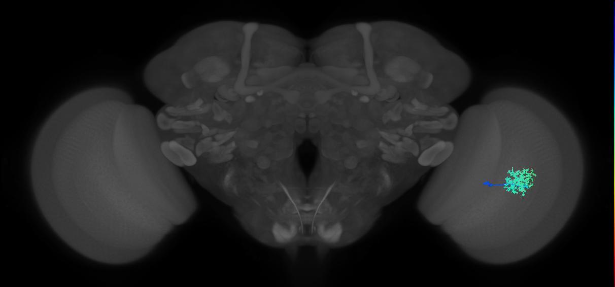Dm12_R (MaleCNS:38560)