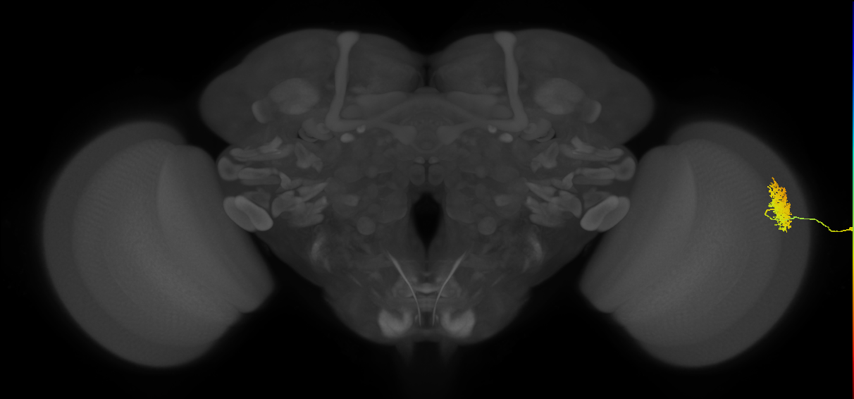 Dm12_R (MaleCNS:28632)