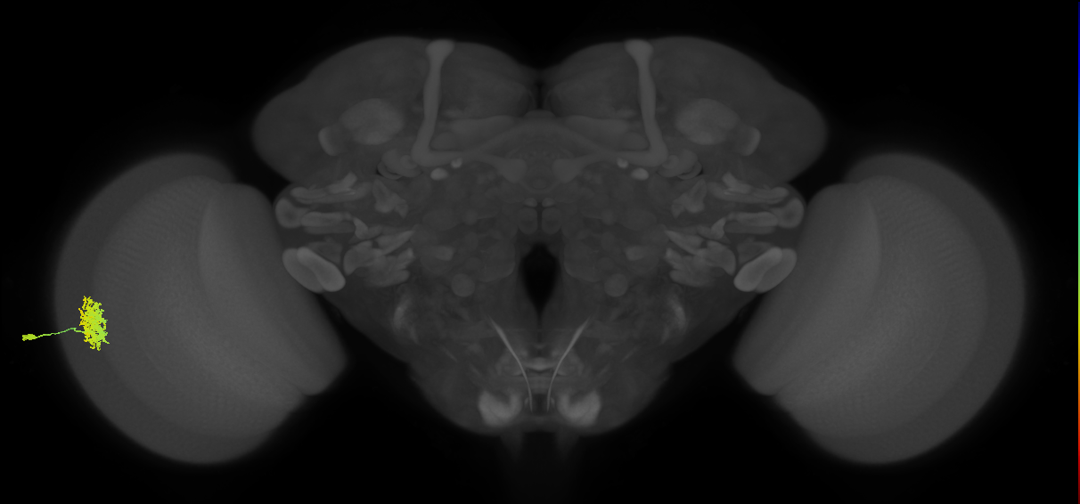 Dm12_L (MaleCNS:55067)