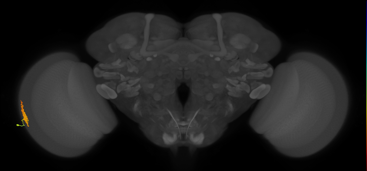 Dm12_L (MaleCNS:14116)