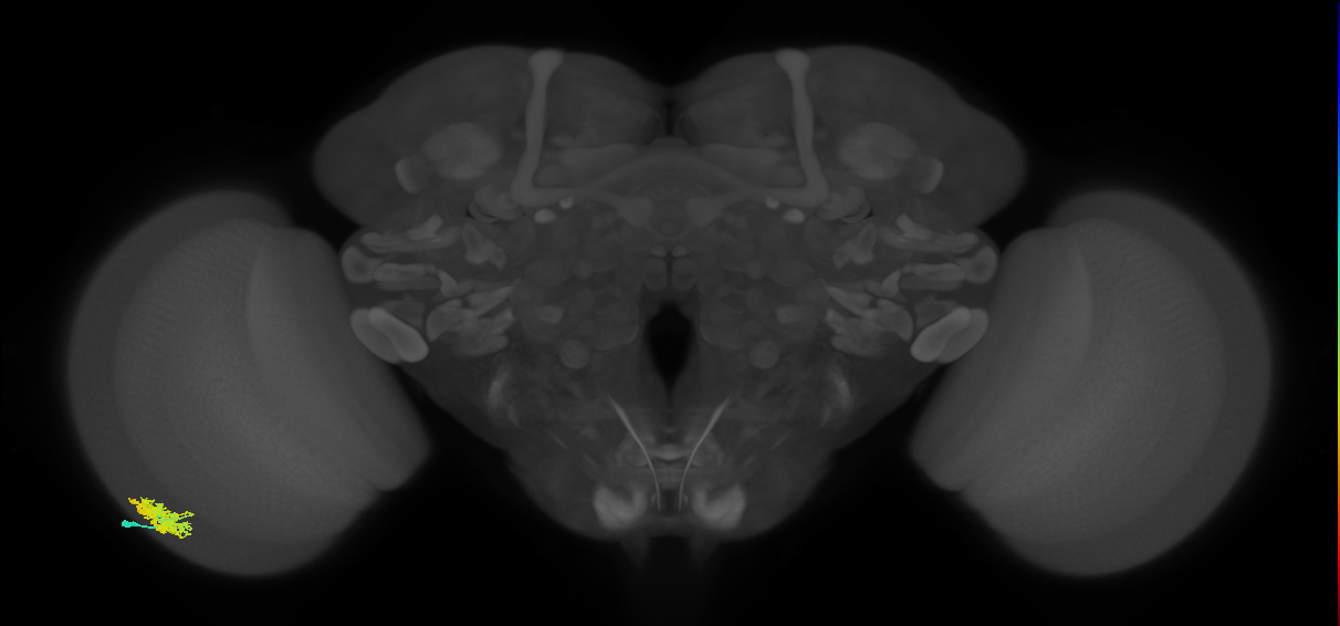 Dm12_L (MaleCNS:533598)