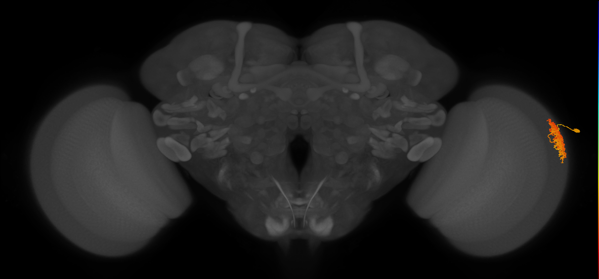 Dm12_R (MaleCNS:30168)
