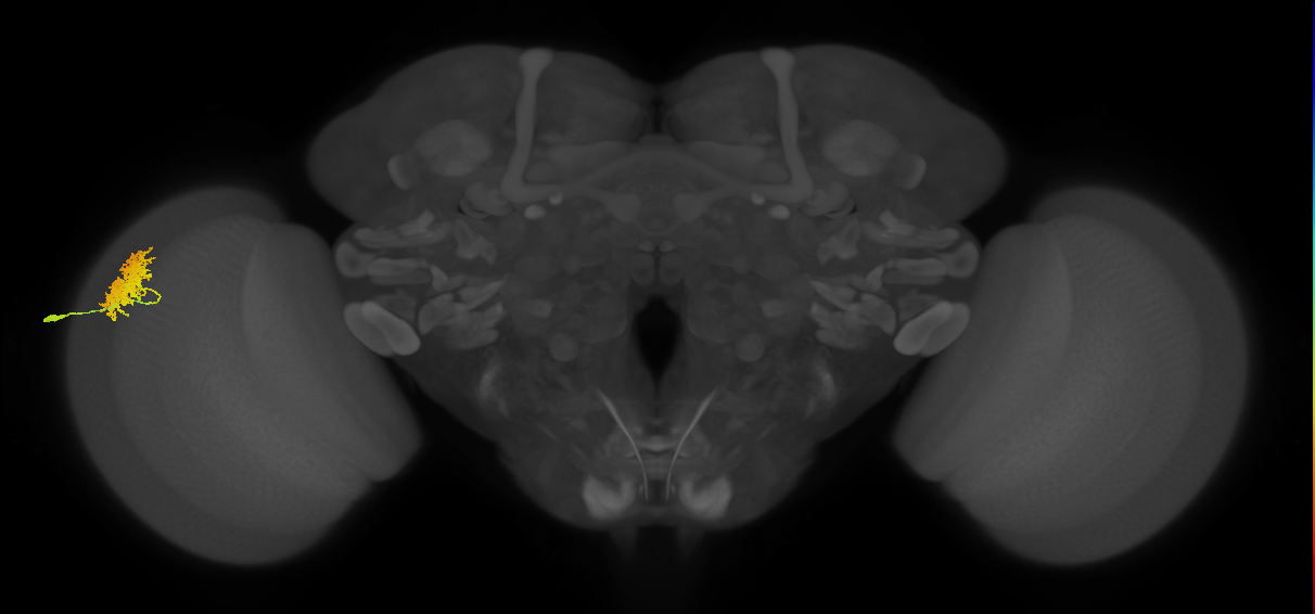 Dm12_L (MaleCNS:32850)