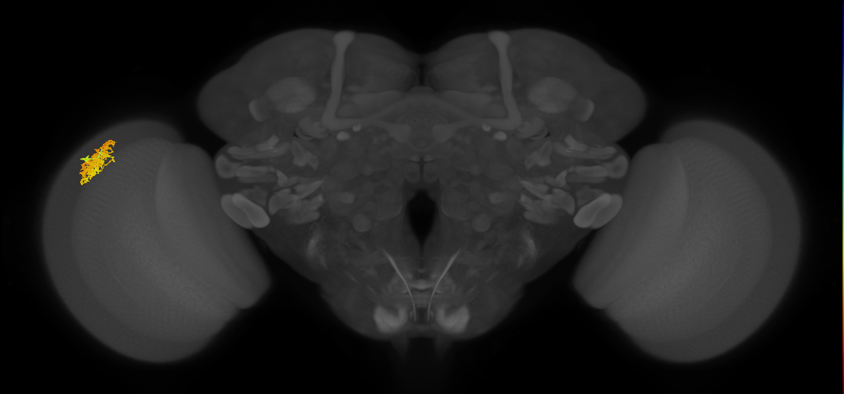Dm12_L (MaleCNS:61304)