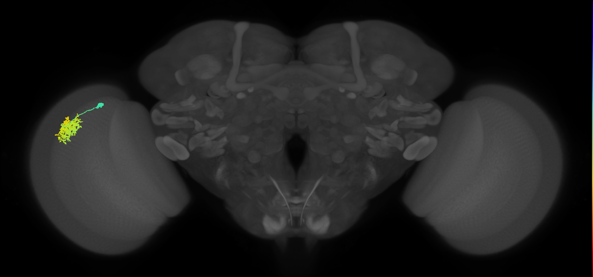Dm12_L (MaleCNS:170095)