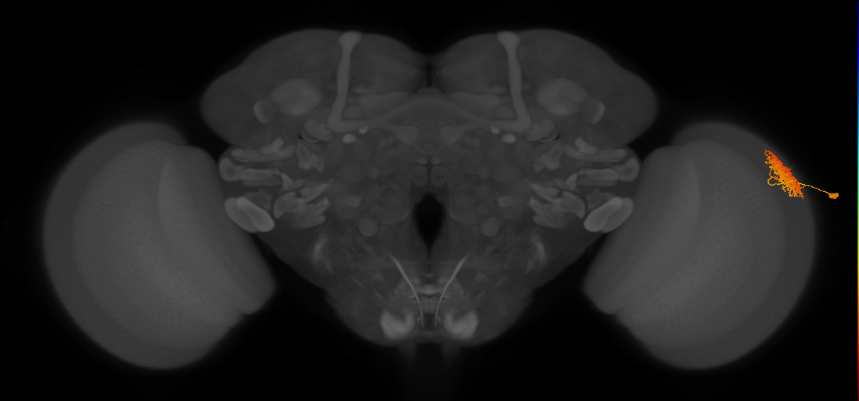 Dm12_R (MaleCNS:28481)