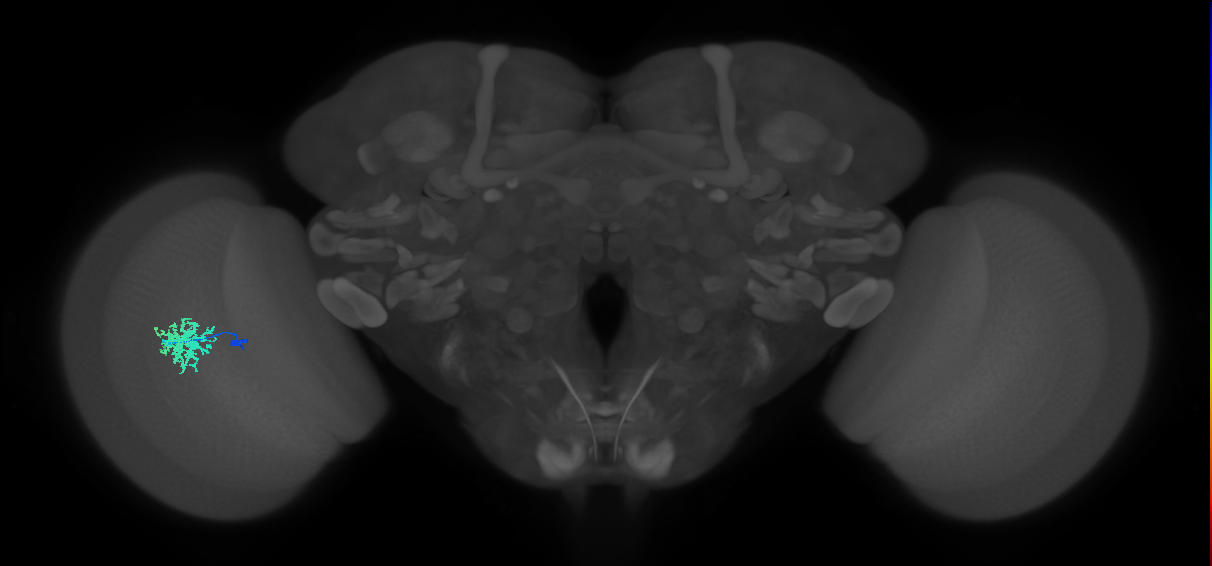 Dm12_L (MaleCNS:148933)