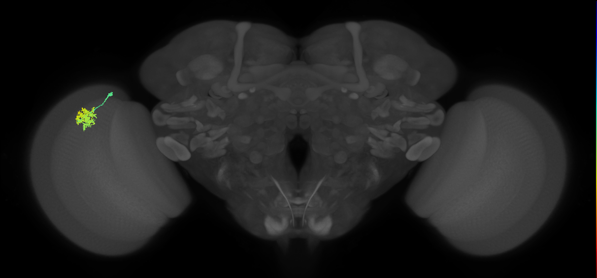 Dm12_L (MaleCNS:520694)